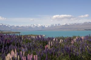Wedding amongst the Lupins Lupin, Lake & Mountains for your wedding venue